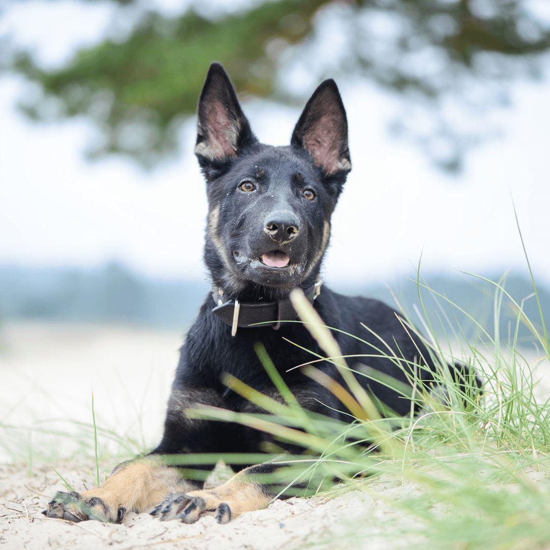 Trainingen en opleidingen voor puppy's in Utrecht en omgeving