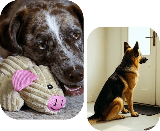 agressief gedrag van dieren zelf tegengaan in bepaalde situaties met hondenbezitters