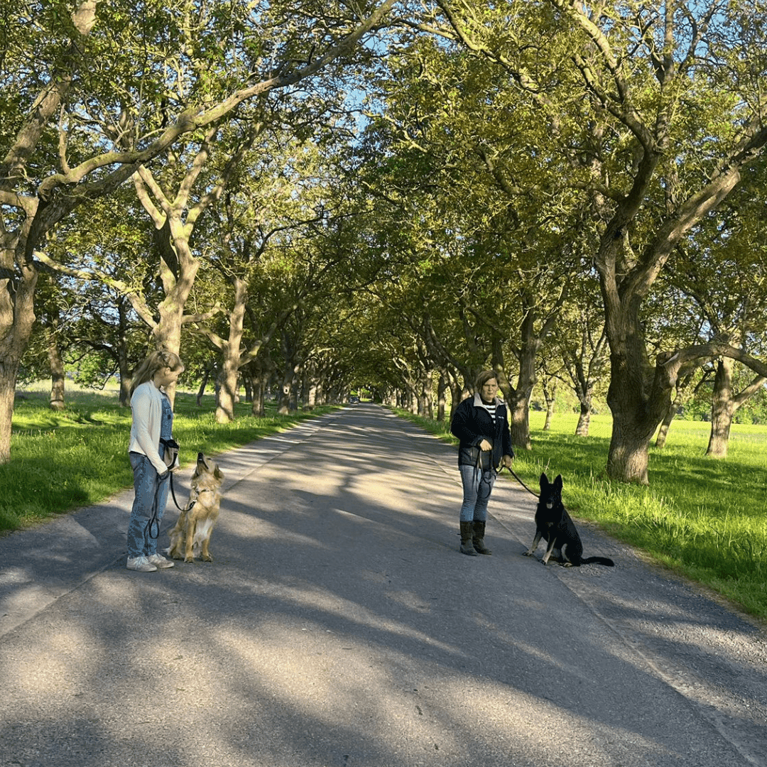 trainingslocatie hondenschool utrecht