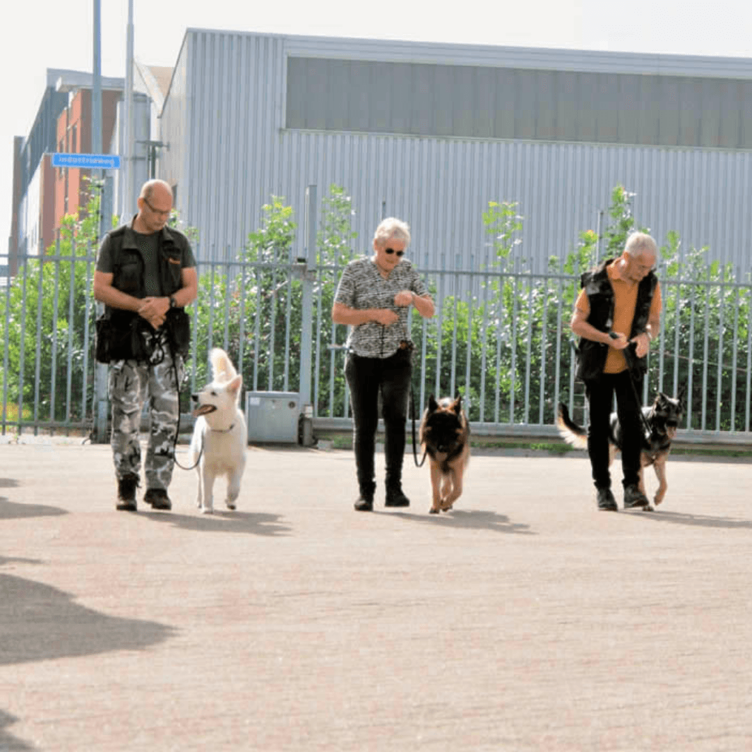 Pak het probleemgedrag aan en puppycursus ondergronden