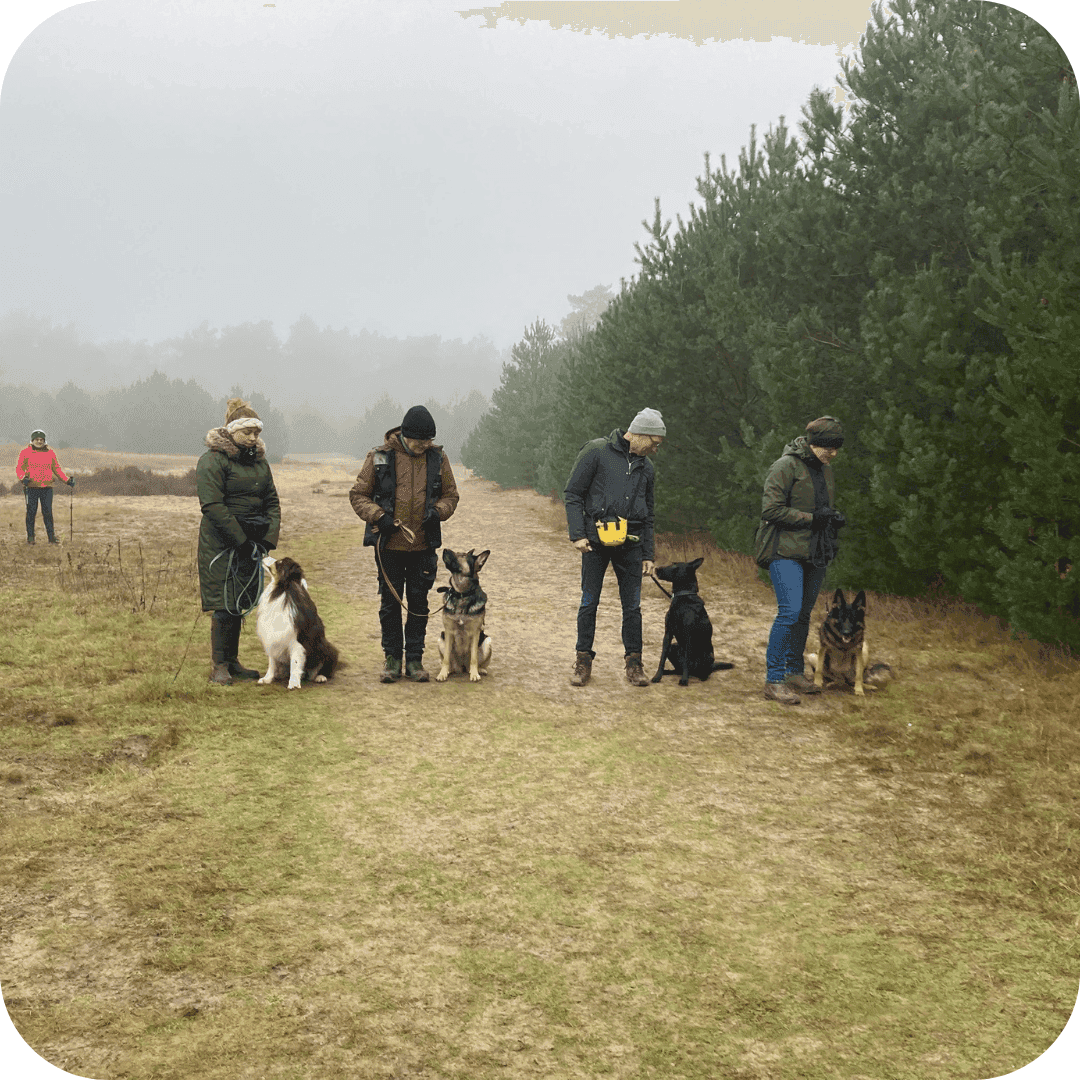 Van ongewenst gedrag naar andere honden tot een gehoorzame hond cursussen