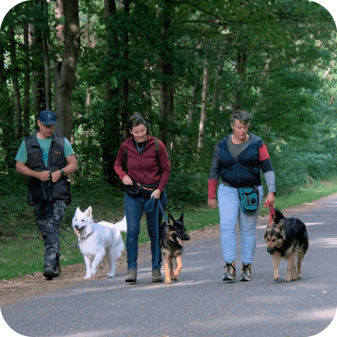 hondentrainingen bij hondenschool groepsles