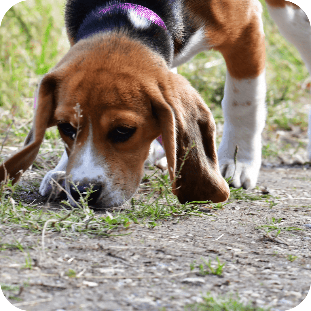 Daarnaast verzorgt een kynologisch instructeur de onderlinge band tussen speurhonden en hun baas