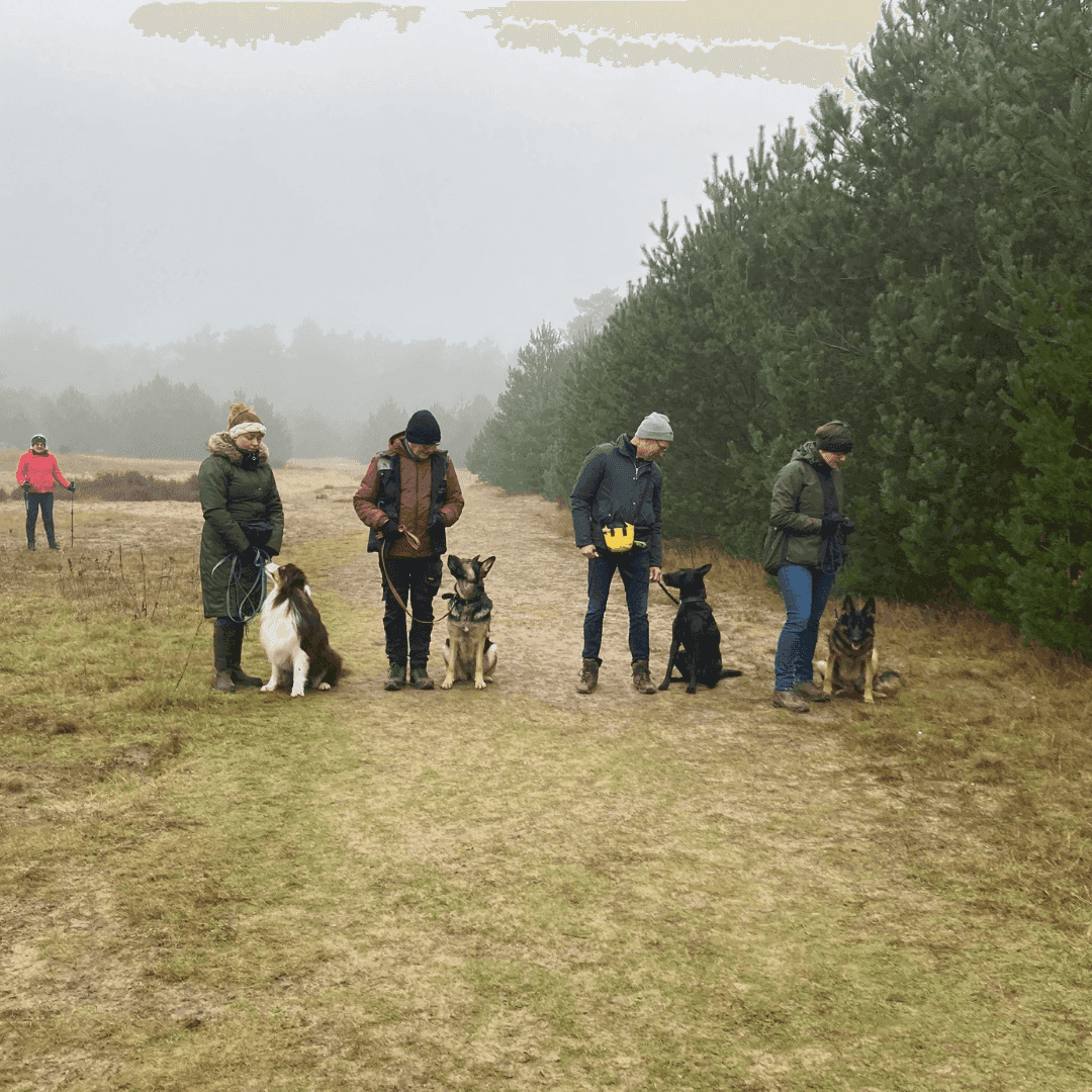 cursussen met passie zoals geur volgen met huidschilfers van baas of detectie werk of wedstrijden