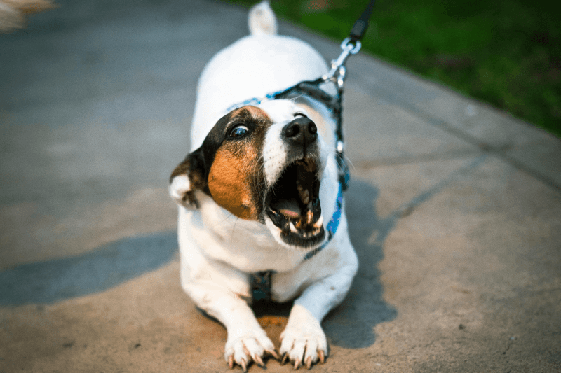blaffen van hond afleren'