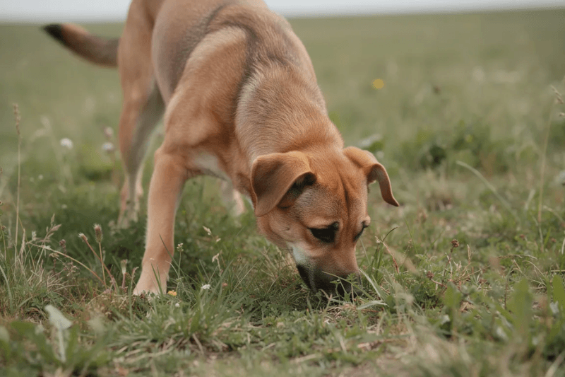 een hond die gaat speuren in het gras