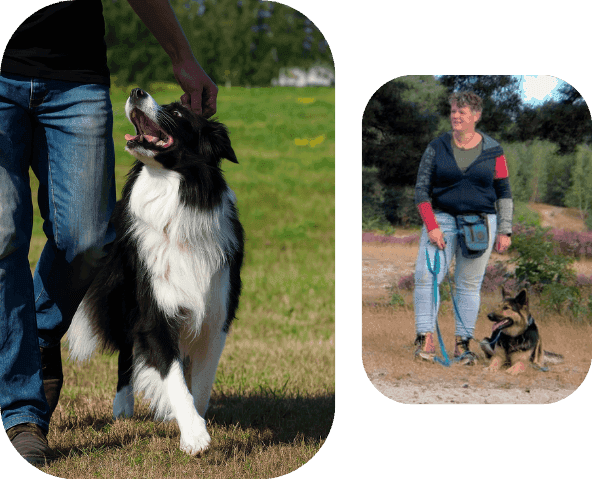 duidelijke uitleg voor de hond nodig onder begeleiding van onze instructeur