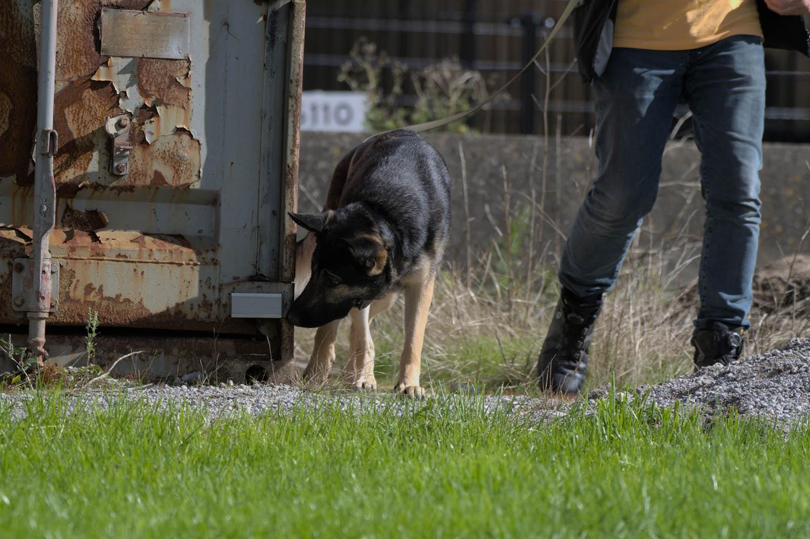 leren speuren met je hond